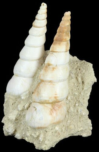 Fossil Gastropod (Haustator) Cluster - Damery, France #62506